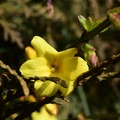 Jasminum officinale