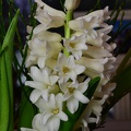 Hyacinthus