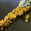 Lichen