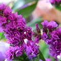 Limonium