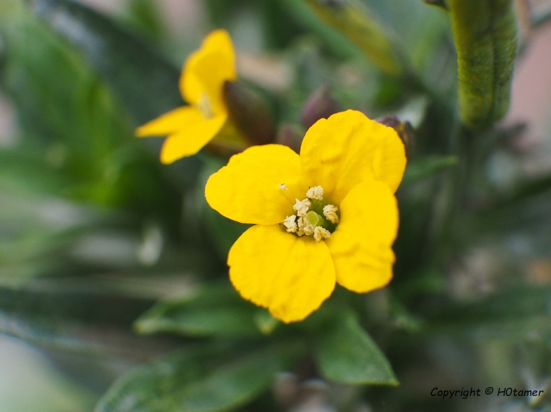 A tiny (1 cm) blossom, yellow with four petals, and blooming in winter.
Perhaps one of the blippers knows what the name of the plant is? H0tamer_20200124.jpg