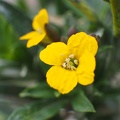 Yellow with four petals
