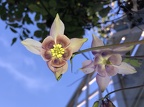 Nice little flower