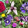 Colourful garden