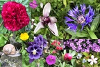Colourful garden