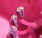 Your flowers are watching you