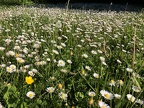 A sea of daisies