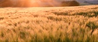 Barley in a sunset