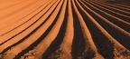 Potatoes in long row hills