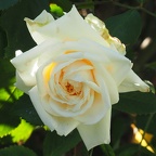 A rose by any other name would smell as sweet