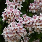 Kolkwitzia amabilis