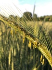 Rye flowers