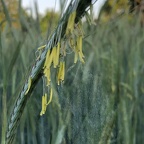  Rye flowers (extra)