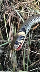 A grass snake