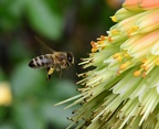 Insects
