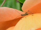 Insects (extra1)