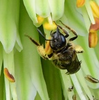 Insects (extra2)