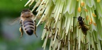 Insects (extra3)
