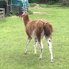 Alpaca at Grange Thomashütte