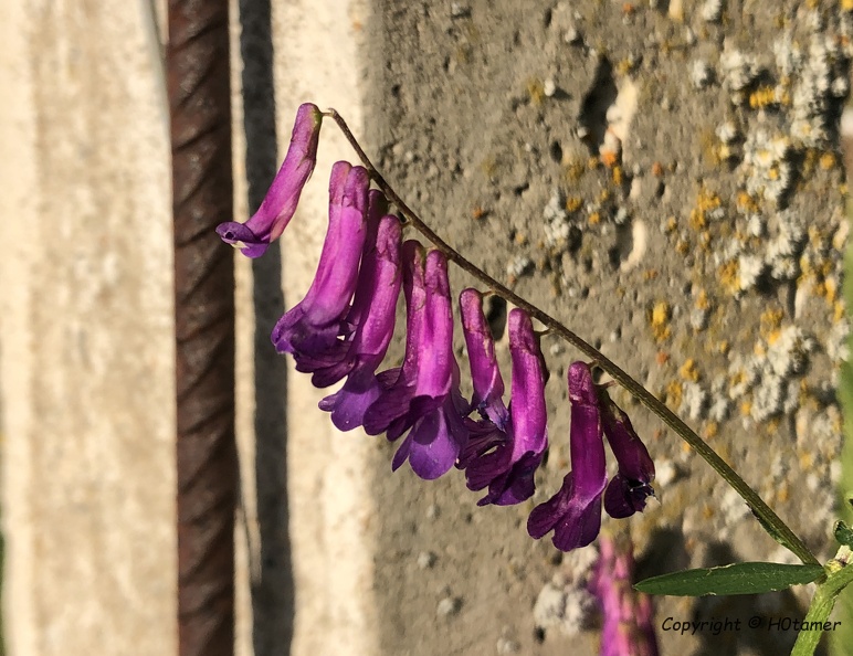 On my walk with M and three dogs yesterday we passed these little flowers.
Of course I have no idea how they are called. But perhaps someone of you knows.
At least I thought them quite nice. H0tamer_20200621.JPG