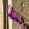 Just some wild flowers