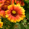 Gaillardia x grandiflora