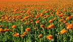 Calendula officinalis