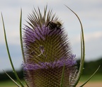 A bee on a thistle