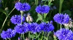 Centaurea cyanus