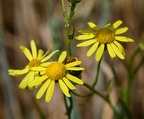 Senecio inaequidens