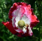 Poppy Flower