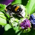 Bumble bee with white butt