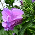 Hibiscus