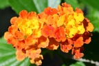 Lantana camara