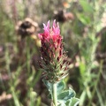 Trifolium incarnatum
