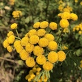 Tanacetum vulgare