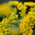 Solidago canadensis (extra)