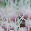 Mystery Macro