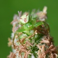 Diaea dorsata