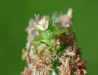 Diaea dorsata