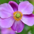 Anemone in our garden