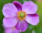 Anemone in our garden