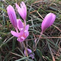 Autumn Crocus