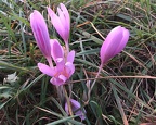 Autumn Crocus