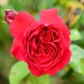 Red Rose