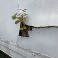 Nature will survive us