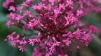 Centranthus ruber 'Coccineus'