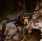 Hornets