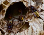 Hornets (extra)
