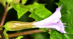 Datura stramonium (extra)